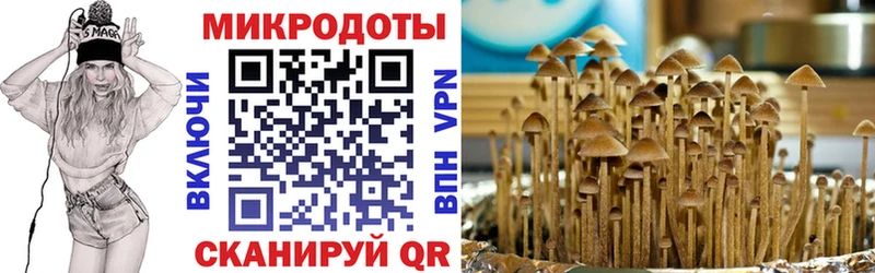 Псилоцибиновые грибы Psilocybe  Бузулук 